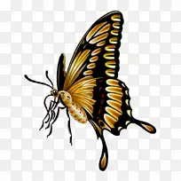 帝王蝴蝶，毛茸茸的蝴蝶，皮尔科，夏天的传说中的昆虫