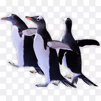 企鹅剪贴画-冰王国