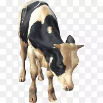奶牛牛磺酸牛家畜-奶牛PNG