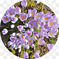 紫罗兰科-番红花