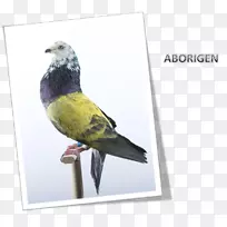 秋象科雀鸟，鸟嘴，做羽毛广告