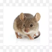 啮齿动物棕色老鼠喜欢老鼠房子老鼠-老鼠佩雷斯