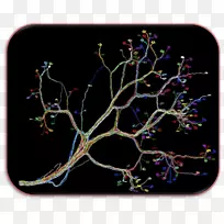 神经回路神经元-人连接体
