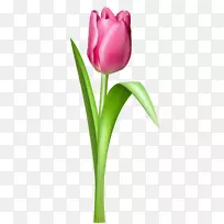 英迪拉甘地纪念郁金香花园粉色剪贴画-郁金香