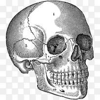 颅骨人体解剖人体图-颅骨