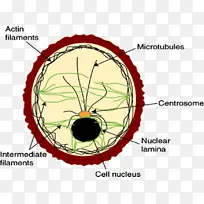 中间丝细胞膜细胞骨架蛋白丝