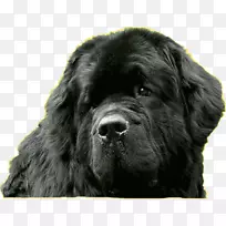 扁平化猎犬纽芬兰犬大型犬种运动团体