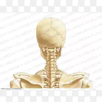 颈、头、颈后三角解剖静脉颈椎病头颈部