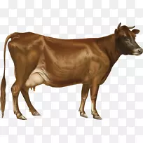 泽西牛，荷斯坦牛，弗里西亚牛，牛磺酸牛，艾尔郡牛，安格斯牛-山羊