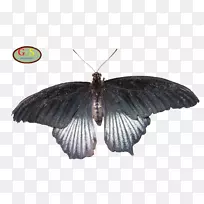 毛茸茸的蝴蝶-家蚕蝴蝶和蛾.vlinder