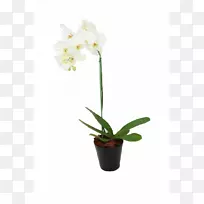 印度尼西亚花盆香蒲兰花定价策略-Maceta Flores