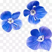 蓝色下载-Flores azuis