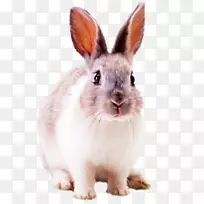 兔桌面壁纸-兔子