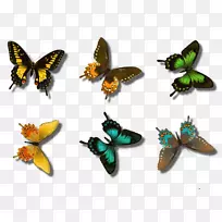 毛茸茸的蝴蝶Яндекс.Фотки蝴蝶和飞蛾