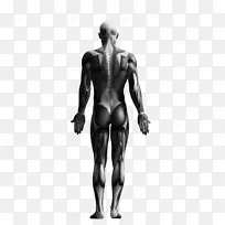 骨骼系统人类骨骼Knochen和麝香骨骼肌-步行方式
