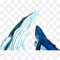 海豚甲壳动物，海狮水-海豚