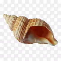 海螺天使低语海螺