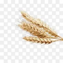 黑麦面包谷类谷物普通小麦-大米