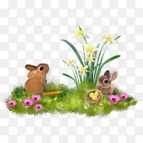 家养兔子、野兔、动植物、草甸-复活节
