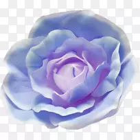 卷心菜玫瑰蓝玫瑰花园玫瑰摄影-一朵蓝色玫瑰
