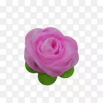花园玫瑰，甘蓝，玫瑰，切花，花瓣