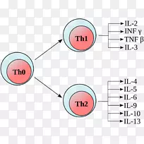 T辅助细胞淋巴细胞Th1 t细胞Polaryzacja免疫球蛋白-淋巴细胞