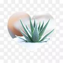 芦荟仙人掌科肉质植物室内植物