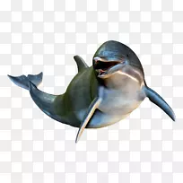 海豚菊花剪贴画-海豚