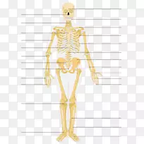 骨骼系统人体骨骼解剖-骨骼