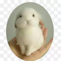 雷克斯兔子。朱迪霍普斯动物可爱-兔子