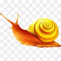 池塘蜗牛海螺蜗牛