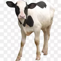 牛磺酸牛，奶牛，牛犊