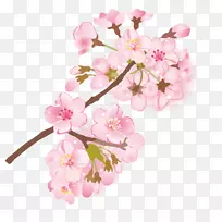 樱花枝描绘葉桜-樱花