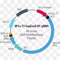 cispr ca 9质粒基因组编辑指南rna-载体