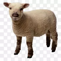 羊羊肉夹艺术-绵羊