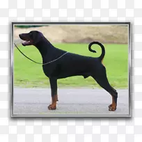 Dobermann黑色和棕褐色短尾犬-Dobermann-Dobermann