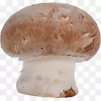 普通蘑菇真菌蘑菇