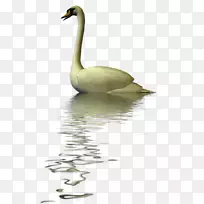 苏尼尼鸭鹅动物群水鸭