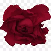 花园玫瑰红画-红玫瑰