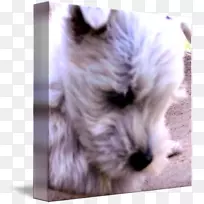 小型雪纳瑞格伦西高地白狗凯伦猎犬诺福克猎犬西部高地猎犬