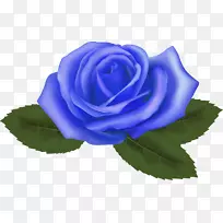 蓝玫瑰花园玫瑰卷心菜花海葵