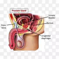 人体解剖前列腺人体前列腺尿道番茄红素降低患前列腺的风险