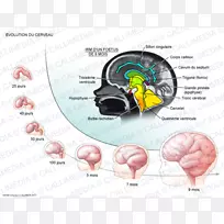 穹窿人脑神经系统的发育-脑