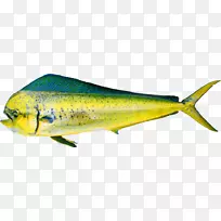 沙丁鱼