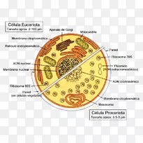 CellulăeucariotăCellula proariote单细胞生物原核生物-科学