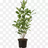 月桂花盆月桂常绿灌木-月桂