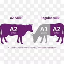 a2牛奶公司Sahiwal牛一头母牛