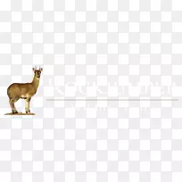 长颈鹿羚羊动物群野生动物旅游
