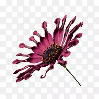 普通菊花紫花切花-非洲雏菊