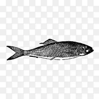 米鱼数码邮票捕捞北红笛鲷-鱼图